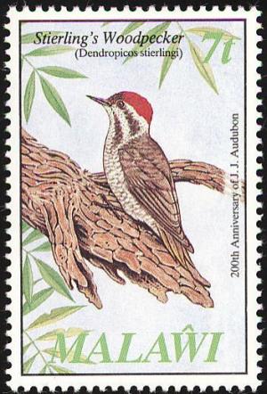 Colnect-864-275-Stierling-s-Woodpecker-Dendropicos-stierlingi.jpg