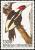 Colnect-4020-444-Ivory-billed-Woodpecker-Campephilus-principalis.jpg