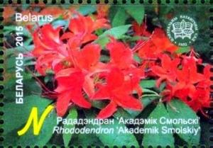Colnect-2705-116-Rhododendron--Academic-Smolskiy-.jpg
