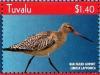 Colnect-4021-374-Bar-tailed-Godwit%C2%A0%C2%A0%C2%A0%C2%A0Limosa-lapponica.jpg