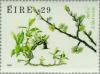 Colnect-128-750-Tea-leaved-Willow-Salix-hibernica.jpg