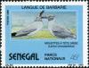 Colnect-2089-780-Grey-headed-Gull-Larus-cirrocephalus.jpg