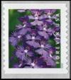 Colnect-6781-835-Greater-Purple-Fringed-Bog-Orchid-Platanthera-grandiflora.jpg