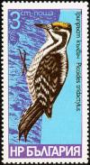 Colnect-732-682-Eurasian-Three-toed-Woodpecker-Picoides-tridactylus.jpg