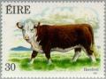 Colnect-128-878-Young-Hereford-Ox-Bos-primigenius-taurus.jpg