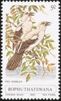Colnect-1456-682-Southern-Pied-Babbler-Turdoides-bicolor-.jpg