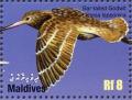 Colnect-1631-454-Bar-tailed-Godwit-Limosa-lapponica.jpg
