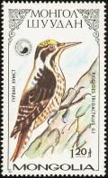 Colnect-860-451-Eurasian-Three-toed-Woodpecker-Picoides-tridactylus.jpg