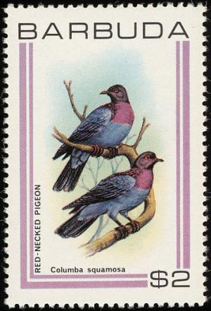 Colnect-1506-885-Scaly-naped-Pigeon-Columba-squamosa.jpg
