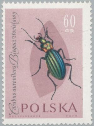 Colnect-2665-827-Golden-Ground-Beetle-Carabus-auronitens.jpg