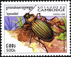 Colnect-2715-824-Golden-Ground-Beetle-Carabus-auronitens.jpg
