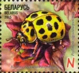 Colnect-2861-518-22-Spot-Ladybird-Psyllobora-vigintiduopunctata.jpg