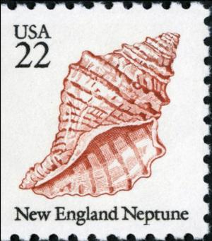 Colnect-3703-385-New-England-Neptune-Neptunea-lyrata.jpg