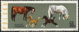Colnect-452-095-Arab-Mares-and-Foals-Equus-ferus-caballus.jpg