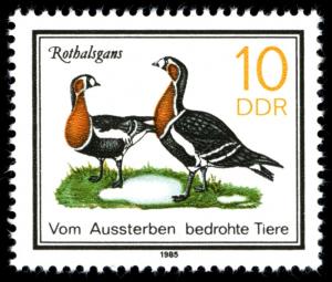 Colnect-583-405-Red-breasted-Goose-Branta-ruficollis.jpg