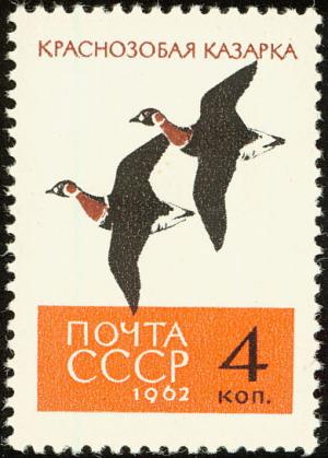 Colnect-729-131-Red-breasted-Goose-Branta-ruficollis.jpg
