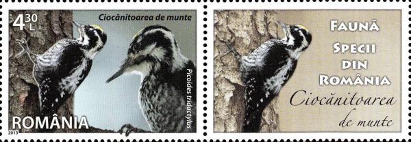 Colnect-5324-824-Eurasian-Three-toed-Woodpecker-Picoides-tridactylus.jpg