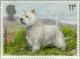 Colnect-122-110-White-Westhighland-Terrier-Canis-lupus-familiaris.jpg