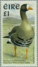 Colnect-129-366-Greenland-White-fronted-Goose-Anser-albifrons-flavirostris.jpg