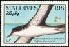 Colnect-1631-857-Audubon--s-Shearwater-Puffinus-Iherminieri.jpg