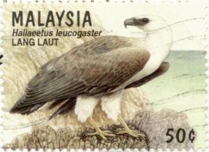 Colnect-1120-035-White-bellied-Sea-eagle-Haliaeetus-leucogaster.jpg