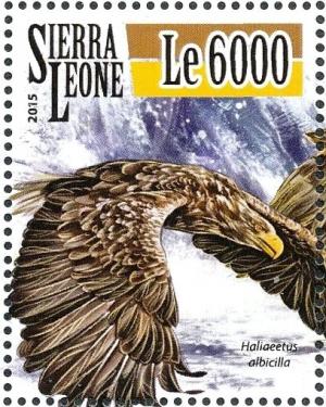 Colnect-3565-999-White-tailed-Eagle---Haliaeetus-albicilla.jpg