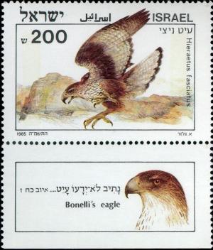 Colnect-801-678-Bonelli--s-Eagle-Hieraetus-fasciatus.jpg