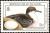 Colnect-2620-869-Audubon--s-Shearwater-Puffinus-Iherminieri.jpg
