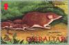 Colnect-121-135-White-toothed-Shrew-Crocidura-russula.jpg