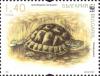 Colnect-3848-589-Spur-thighed-Tortoise-Testudo-graeca.jpg