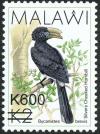 Colnect-6028-289-Silvery-cheeked-Hornbill-Bycanistes-brevis.jpg