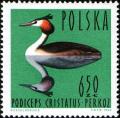 Colnect-1988-417-Great-Crested-Grebe-Podiceps-cristatus.jpg
