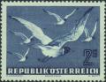 Colnect-2427-827-Black-headed-Gull--Larus-ridibundus.jpg