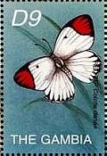 Colnect-4725-201-Red-tip-butterfly.jpg