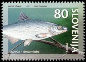 --Animals-of-Slovenia-Threatened-types-of-fresh-water-fish.jpg