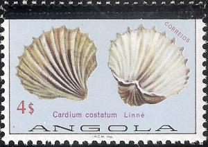 Colnect-1107-444-Great-Ribbed-Cockle-Cardium-costatum.jpg