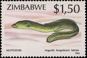 Colnect-2311-439-Indian-Mottled-Eel-Anguilla-bengalensis.jpg