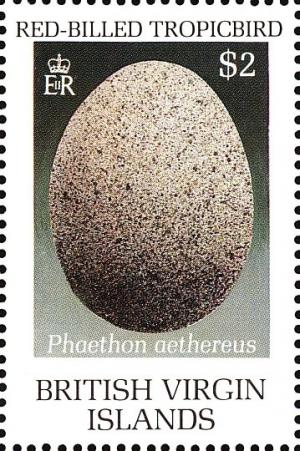Colnect-2888-825-Egg-of-Red-billed-Tropicbird-Phaeton-aethereus.jpg