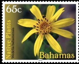 Colnect-6062-452-Wedelia-bahamensis.jpg