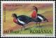 Colnect-5184-091-Red-breasted-Goose-Branta-ruficollis.jpg