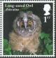 Colnect-5259-616-Long-eared-Owl-chick---Asio-otus.jpg