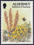 Colnect-5180-993-White-tailed-Bumblebee-Bombus-lucorum-Greater-Broomrape-.jpg