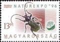 Colnect-574-270-Longhorn-Beetle-Ropalopus-ungaricus.jpg