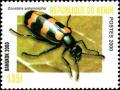Colnect-5872-603-Blister-Beetle-Zonabris-polymorpha.jpg