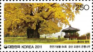 Colnect-1605-736-Ginkgo-tree-at-Yogwang-ri-Geumsan.jpg