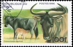 Colnect-3560-374-Blue-Wildebeest-Connochaetes-taurinus.jpg