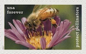 Colnect-5974-384-Honey-Bee-on-New-England-Aster.jpg