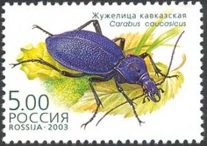 Colnect-6249-775-Ground-Beetle-Carabus-caucasicus.jpg