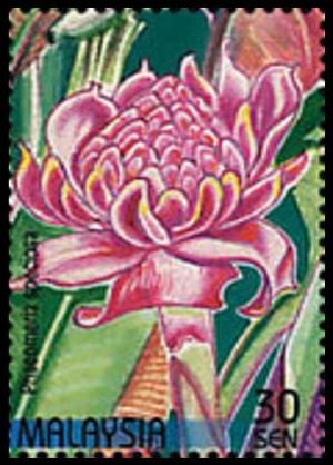 Colnect-4145-590-Stamp-Week--Phaeomeria-speciosa.jpg
