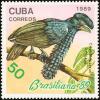 Colnect-2133-214-Amazonian-Umbrellabird-Cephalopterus-ornatus.jpg